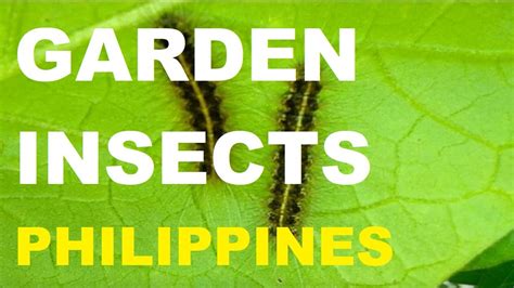 insects in the philippines|common plants in the philippines.